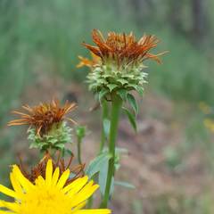 Pentanema spiraeifolium