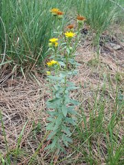 Pentanema spiraeifolium