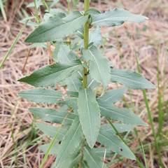 Pentanema spiraeifolium