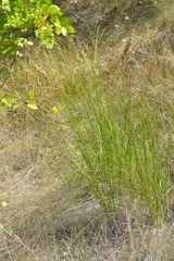Scirpoides holoschoenus
