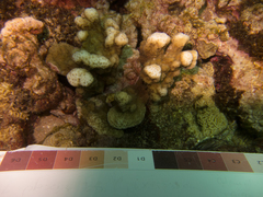 Montipora incrassata