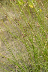 Scirpoides holoschoenus