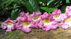 Stereospermum acuminatissimum