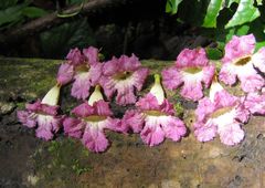 Stereospermum acuminatissimum