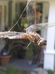 Pachydiplax longipennis