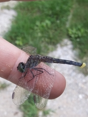 Pachydiplax longipennis