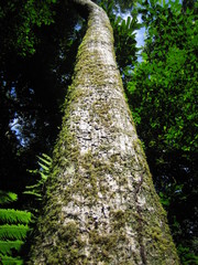 Stereospermum acuminatissimum