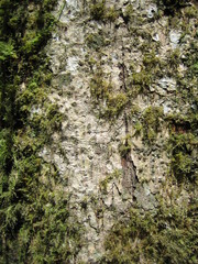 Stereospermum acuminatissimum