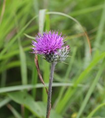Cirsium oligophyllum