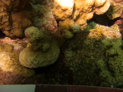 Montipora incrassata