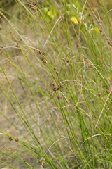 Scirpoides holoschoenus