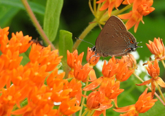 Satyrium edwardsii