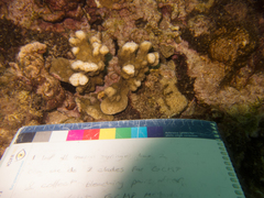 Montipora incrassata