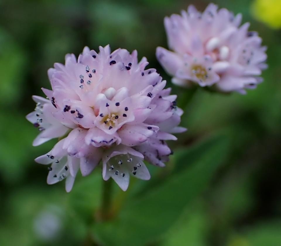 Persicaria runcinata