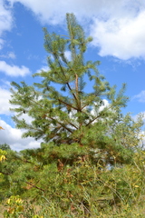 Pinus sylvestris