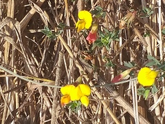 Lotus corniculatus glacialis