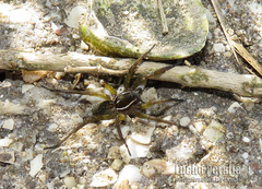 Diapontia uruguayensis