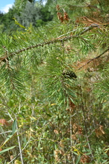Pinus sylvestris