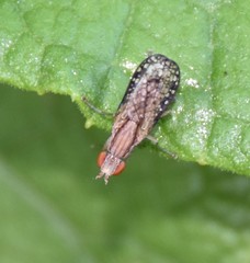 Trypetoptera canadensis