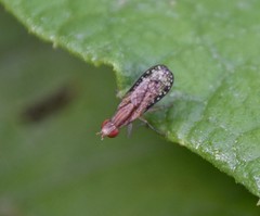 Trypetoptera canadensis