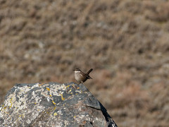 Cinclodes
