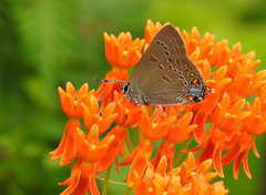 Satyrium edwardsii