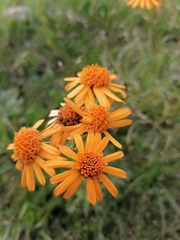 Jacobaea abrotanifolia