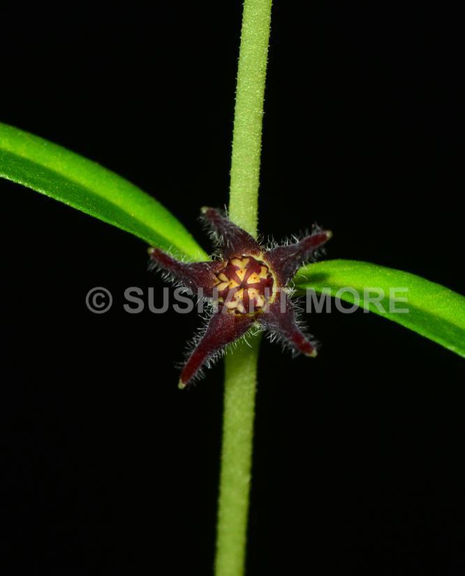 Ceropegia ariyittaparensis, Kerala, India