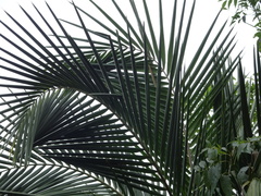 Prestoea