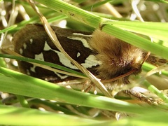 Gazoryctra hyperboreus