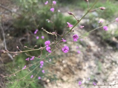 Desmodium strictum