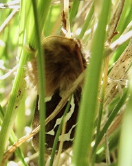 Gazoryctra hyperboreus