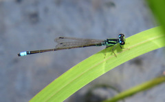 Ischnura capreolus