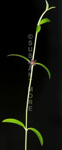Ceropegia ariyittaparensis