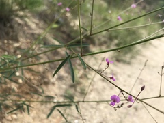 Desmodium strictum