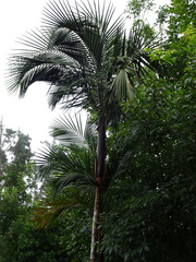 Prestoea