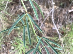 Desmodium strictum