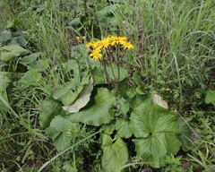 Ligularia dentata