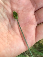 Carex aggregata
