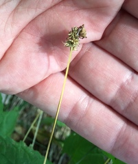 Carex aggregata