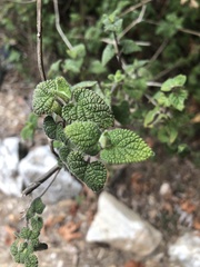 Cistus salviifolius