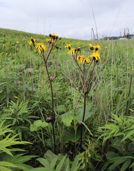 Ligularia dentata