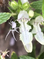 Stachys recta