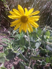 Helianthus mollis
