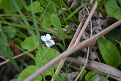 Viola blanda