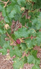 Rubus deliciosus