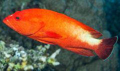 Yellowfin Hind photo 4