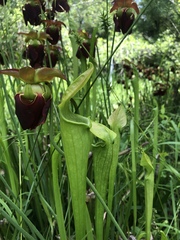 Sarracenia jonesii