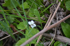 Viola blanda