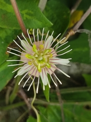 Passiflora cisnana